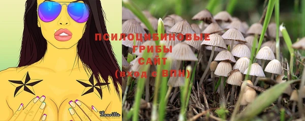 прущие грибы Алексеевка