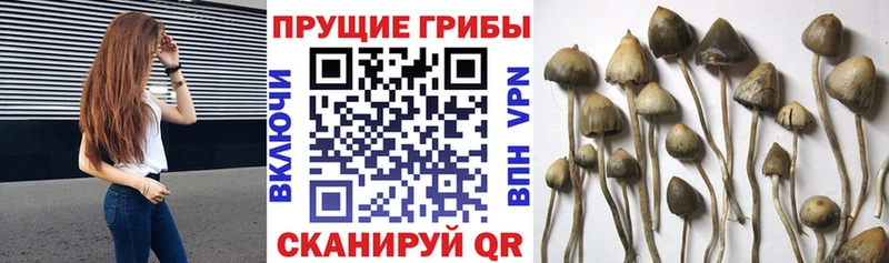 Галлюциногенные грибы мицелий Мытищи